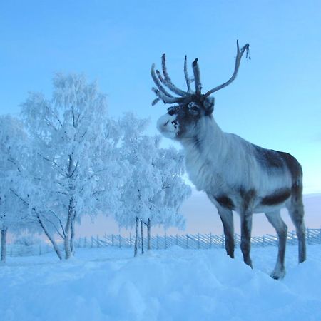 Reindeer Lodge Jukkasjarvi Luaran gambar