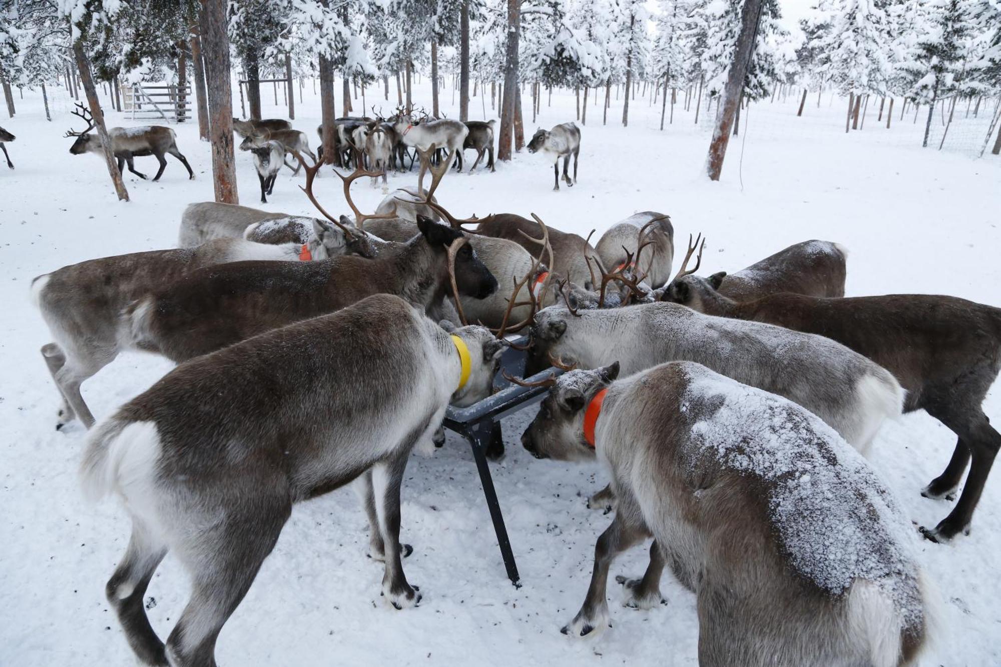 Reindeer Lodge Jukkasjarvi Luaran gambar