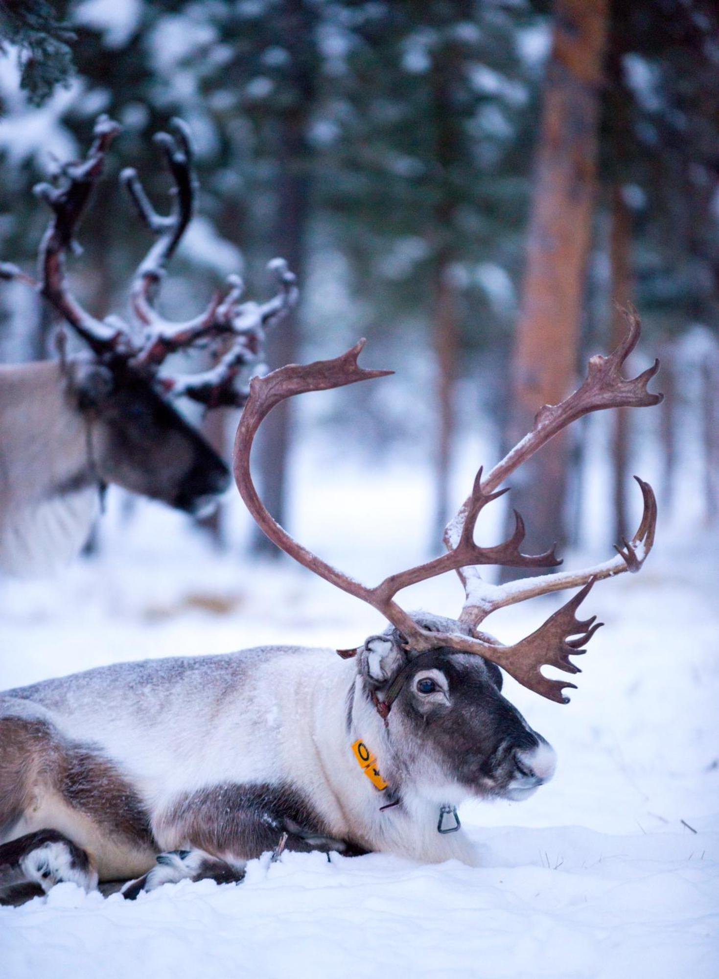 Reindeer Lodge Jukkasjarvi Luaran gambar