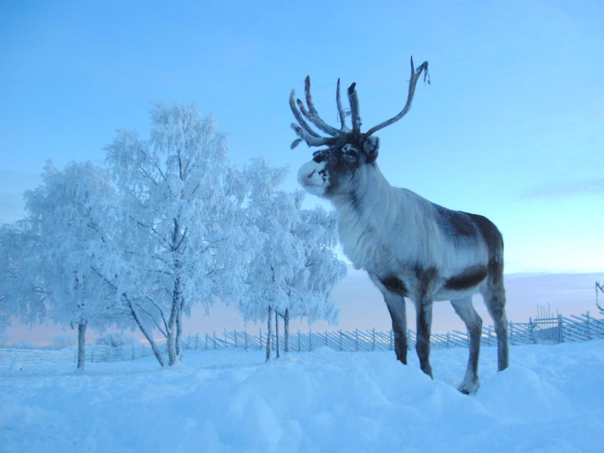 Reindeer Lodge Jukkasjarvi Luaran gambar