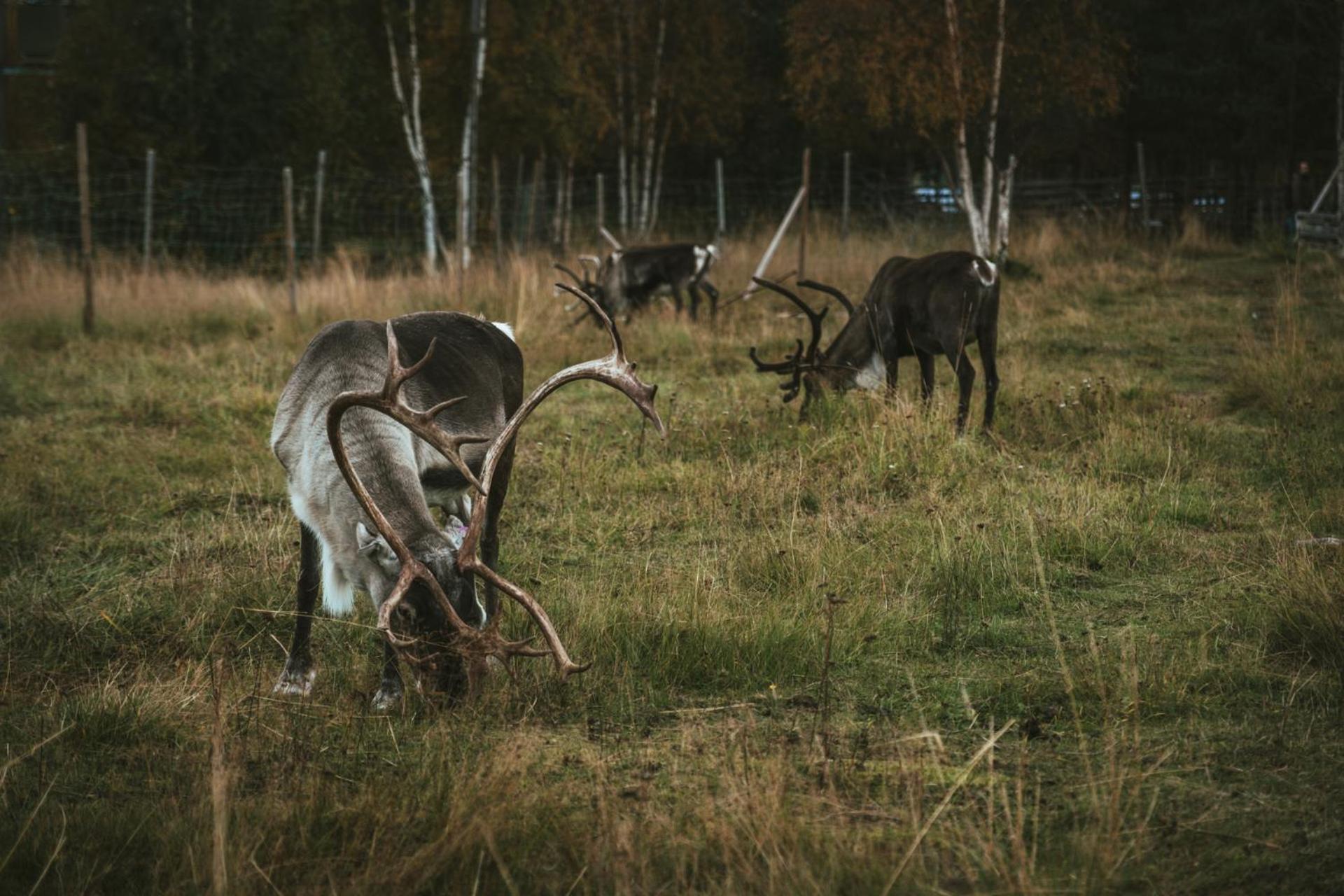 Reindeer Lodge Jukkasjarvi Luaran gambar